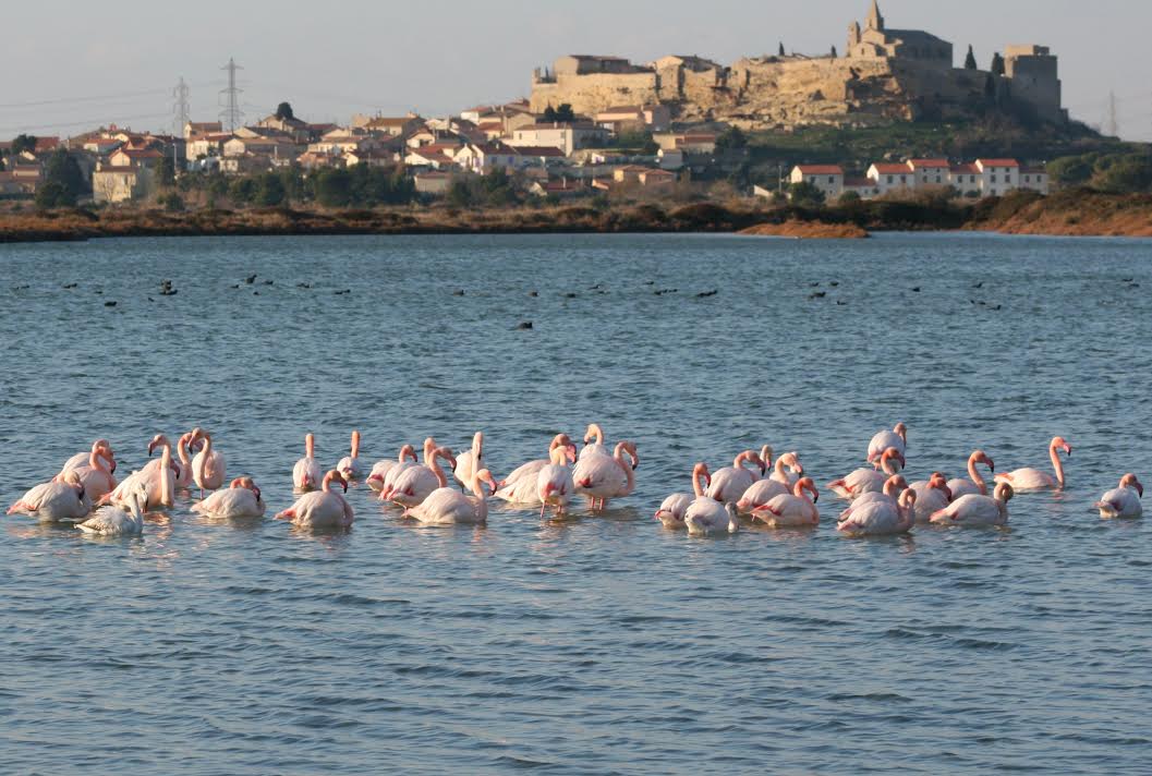 Les salins